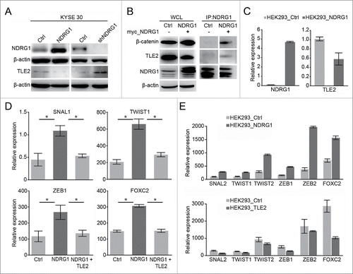 Figure 4. Alteration of NDRG1 expression affected TLE2 and EMT associated genes. (A) Comparison of protein expression levels of NDRG1 and TLE2 by protein gel blot analysis of total cell lysates in KYSE 30 overexpression (KYSE 30-NDRG1) and knock-down (KYSE 30-shNDRG1) esophageal cancer cells. (B) NDRG1 interacts with β-catenin and TLE2. NDRG1 was immunoprecipitated using an anti-NDKRG1 antibody. NDRG1, β-catenin and TLE2 were detected by western blot analysis. WCL, whole cell lysis; IP, immunoprecipitation; β-actin was a loading control. (C) The mRNA levels of the NDRG1 and TLE2 genes following transient transfection of HEK293 cells with NDRG1 were validated by quantitative real-time PCR. (D) Relative gene expression levels of SNAIL, TWIST1, ZEB1 and FOXC2 were analyzed by real-time PCR in transiently transfected mock (KYSE 30-Ctrl), NDRG1 (KYSE 30-NDRG1) and NDRG1 with TLE2 KYSE 30 cells. (E) The EMT-associated genes were measured by real-time PCR following the transient transfection of HEK293 cells with NDRG1 (HEK293-NDRG1), TLE2 (HEK293-TLE2) and vector alone (HEK293-Ctrl).