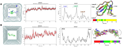 Figure 4. Molecular dynamics (MD) simulation of (A) conserved cytotoxin (CTX) and (B) tumor necrosis factor receptor 1 (TNFR1) in an aqueous environment. The system after equilibration was represented in its respective simulation box. The water is colored in grey while the protein is annotated as green ribbon, and the blue molecules are Cl− ions. The RMSF fluctuation plots of CTX and TNFR1 were illustrated. The RMSD of the backbone of each protein molecule for 50 ns of simulation in an aqueous environment; the gray line in RMSD plots represents the raw RMSD values, while the red line represents a polynomial approximation of the third order based on a floating window of 50 points. RMSD-based clustering of the MD trajectories was performed to obtain the conformational structures of the CTX and TNFR1 for ensemble-based molecular docking. Four clusters were obtained for CTX, and 5 clusters obtained for TNFR1. For each system, a timeline barplot representing the belonging to each cluster throughout the MD simulation was reported.