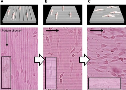 Figure 4 Phase contrast images of NIH 3T3 fibroblasts seeded on the fibronectin-coated PCL.Notes: (A) Phase contrast images of NIH 3T3 fibroblasts seeded on the fibronectin-coated PCL films with the temporal grooved surface (cells were cultured at 32°C for 24 hours). (B) For the surface shape-memory experiment, the cells were subjected to a 37°C heat treatment for 1 hour. (C) The cells were then allowed to equilibrate at 32°C for 48 hours.Abbreviation: PCL, poly(ε-caprolactone).