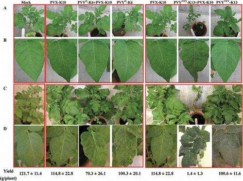 Fig. 3. Systemic symptoms caused by single or double infections with Potato virus X (PVX) and Potato virus Y common strain (PVY°) or PVY tuber necrotic strain (PVYNTN) on potato ‘Kennebec’ plants. The virus isolates were obtained from field ‘Kennebec’ plants and purified by passing through tobacco (for PVX) or potato ‘Jemseg’ (for PVY isolates). Virus-free plantlets of ‘Kennebec’ were sap-inoculated at six-leaf stage with the intended virus isolates or buffer (mock) and kept in the greenhouse. A. Plants at 12 days post-inoculation (dpi). B. Representative leaves from plants shown in A. C. Plants at 35 dpi. D. Representative leaves from plants shown in C. Potato yields (g/plant, mean ± sd, n = 5) from each treatment are shown correspondingly.