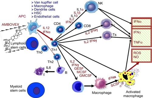 Figure 3 The proposed immunomodulation effects of Ambovex® and the released cytokines and free radicals.