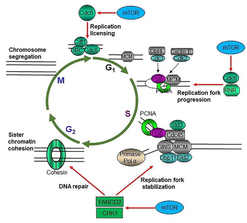 Figure 2. mTOR promotes cycle progression through multiple mechanisms. mTOR promotes replication licensing by enhancing MCM2–7 loading via regulating CDC6; mTOR accelerates DNA replication progression through upregulating RNR to provide dNTPs and increasing CDC6; mTOR maintains replication fork stability via sustaining CHK1 and FANCD2