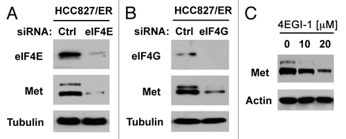 Figure 7. Inhibition of eIF4F formation by knocking down eIF4E (A) or eIF4G (B) or by inhibiting eIF4E and eIF4G interaction with 4EGI-1 (C) reduces c-Met protein levels. (A and B) HCC828/ER cells were transfected with control (Ctrl), eIF4E or eIF4G siRNA for 48 h. (C) HCC828/ER cells were treated with the indicated concentrations of 4EGI-1 for 24 h. After the aforementioned treatments, the cells were harvested for preparation of whole-cell protein lysates and subsequent western blotting.