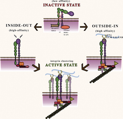 Figure 4. Schematic of integrin inactivation and activation states: In the low-affinity “inactive” state, integrin cytoplasmic tails are blocked from binding to talin and kindlin by cytoplasmic proteins such as Filamins and SHARPIN; Inside-out signaling is characterized by cytoplasmic docking of talin and kindlin on the β tail of integrins to activate extracellular domain into open conformation; Outside–in signaling is characterized by ECM ligand binding to integrin which brings about formation of cytoplasmic signaling complex. Subsequently, integrin clustering precipitates the formation of a high-affinity “active” state.
