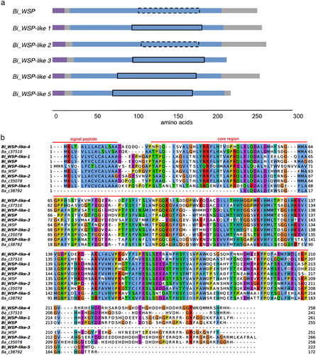 Figure 1. Structure and sequence analysis of the B. improvisus WSP homologues identified. (a) Structure of the B. improvisus WSP homologues showing the relative length and domain organisation. The signal peptide is in purple, the core region is in blue, and the cupin_5 domains are marked according to the Pfam domain score (Table S2). A solid line is used if the score is above the threshold of 25.0, and a dashed line is used if it is below the threshold. (b) Sequence alignment of the B. improvisus (in bold) and B. amphitrite WSP homologues showing conservation in the core region (marked) and high variability of the C-terminal region. The default Clustal X colour scheme in the Jalview program was used.