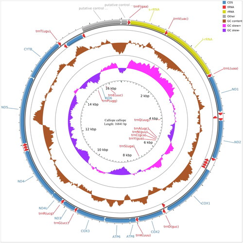 Figure 2. The complete mitochondrial genome map of Calliope calliope, including 13 protein-coding genes, 2 rRNA genes, 22 tRNA genes and 1 control region.