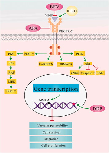 Figure 9. The possible mechanism underlying the therapeutic effect of bevacizumab, apatinib and cisplatin in the LLC tumour model. APA: apatinib; BAD: BCL2 associated agonist of cell death; BEV: bevacizumab; CDDP: cisplatin; eNOS: encodes endothelial nitric oxide synthase; FAK/PXN: focal adhesion kinase (FAK)/paxillin pathway; HIF-1α: hypoxia-inducible factor-1α; LLC: Lewis lung cancer; MAPK: mitogen-activated protein kinase; MEK: mitogen-activated protein kinase; MMP-2: matrix metalloproteinase 2; PI3K: phosphatidylinositol 3-kinases; PLC- γ: phospholipase C gene- γ; PKC: protein kinase C; RAS: intrinsic GTPase RAS; RAF: Raf proto-oncogene, serine/threonine kinase; VEGF: vascular endothelial growth factor; VEGFR-2: vascular endothelial growth factor receptor 2.