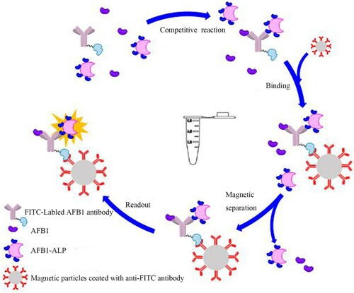 Figure 1. The schematic of the magnetic particle-based chemiluminescence immunoassay.