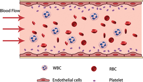 Figure 4. The environment of intravascular flow in the human body under normal physiologic conditions. Blood exists in a laminar flow within the vessel, usually with the highest flow rate in the center and a gradual decrease in flow rate around the periphery. This velocity distribution allows red blood cells to flow in the center of the vessel, while platelets travel close to the sidewalls due to the impingement of the red blood cells.