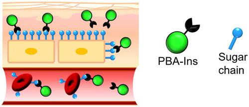 Figure 8 Expected interactions between PBA-modified insulin (PBA-Ins) and sugar chains on the cell surfaces in subcutaneous tissue and blood vessel. The cell adhesiveness of the PBA-modified drug prolongs the drug activity because the cell-attached PBA-modified drug may escape from degradation and excretion, producing slow and long-lasting activity.