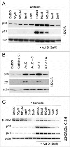 Figure 5. Caffeine inhibits the p53 response to nucleolar stress. (A) U2OS cells were pre-treated for 12 hours with caffeine at concentrations between 50 μM and 3 mM in duplicate. One set of caffeine treated samples was then given Act D (5 nM) and then all samples were incubated for another 18 hours. Relative levels of p53 and p21 were determined by immunoblotting. Level of tubulin was used as a loading control. (B) U2OS cells were treated with combinations of caffeine (3 mM) and Act D (5 nM) or 5-FU (25 μM). Relative levels of p53 and p21 were determined by immunoblotting with β-actin as a loading control. (C) Cultures of U343MGa Cl2:6 cells were pre-treated with caffeine (duplicate samples) at concentrations between 50 μM and 5 mM as indicated in the figure. One of the sample sets was then exposed to medium containing Act D (5 nM) and all samples were incubated for another 18 hours. Relative levels of p53, p21 and p-S6K1 (Thr389) were determined by immunoblotting.