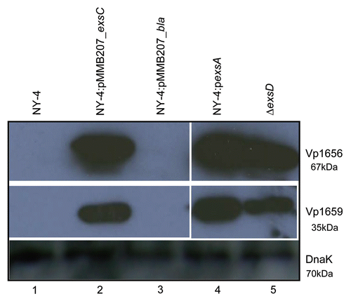 Figure 3 Analysis of secreted proteins shows that ExsC activates secretion of Vp1656 and Vp1659 when grown in non-inducing conditions (LB-S). Proteins were precipitated from the supernatant of NY-4 (lane 1), NY-4:pMMB207_exsC (lane 2), NY-4:pMMB207_bla (lane 3), NY-4:pexsA (lane 4) and ΔexsD (lane 5) strains and probed with polyclonal antibody against Vp1656 (upper), Vp1659 (middle) and DnaK (lower).
