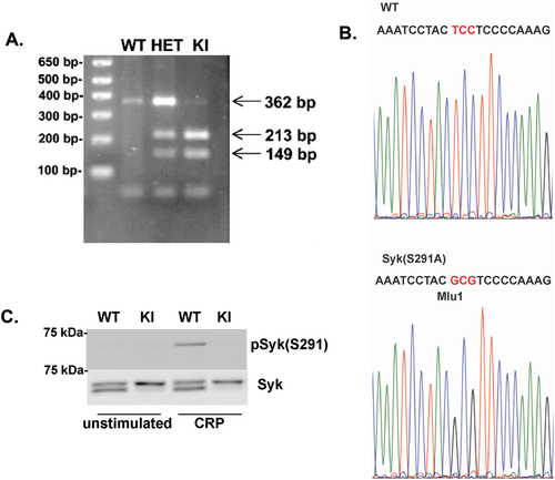 Figure 1. Generation of Syk S291A knock-in mice. (A) Restriction enzyme digest of PCR products from Syk S291A homozygous knock-in (SykS291A/S291A), Syk S291A heterozygous (SykS291A/WT), and WT littermate control (SykWT/WT) DNA. The oligonucleotides used for PCR are forward primer 5’- CATGCAGGAAATCTCCCTGGG and reverse primer 5’-TGTAAAGGGCAAGGCAACGTGG. Mutation of S291 to Ala, creates a site for MluI. WT PCR product is 362 bp while that of knock in is 213 and 149 bp. (B) Sequence analysis of PCR products of wild-type (WT) and S291A homozygous mouse DNA. (C) Repre-sentative Western blot (using 8% SDS-PAGE) showing that Syk S291 phosphorylation is present in CRP-stimulated WT platelets but absent in Syk S91A knock-in platelets. UN = Unstimulated sample.