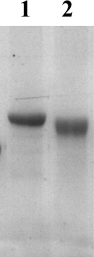 Figure 2. The SDS-PAGE image of FB1–BSA (1) and BSA (2).