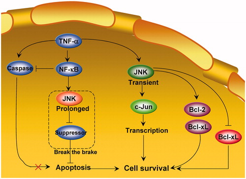 Figure 2. The “break the brake” hypothesis of JNK during regulation of cancer cell survival.
