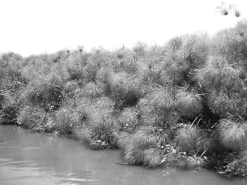 Fig. 2 Papyrus: dense swamp vegetation, typically with a height of between 3 and 5 m.