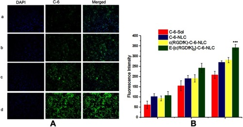 Figure 3 Cell uptake of C-6 labeled formulations by 4T1 cells: (A) the image of cell uptake of C-6 labeled formulations by 4T1 cell after 12 h incubation. Green color belongs to C-6 and blue is DAPI. (B) the FI of C-6 labeled NLC and c(RGD)s modified C-6 labeled NLC at different incubation time interval (1 h, 4 h, and 12 h); (***p-value <0.001 indicate in comparison to C-6-NLC).