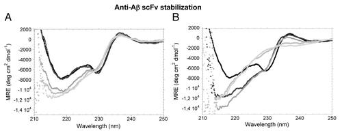 Figure 1. Secondary structure of the WT scFV-3D6h. Far-UV CD-spectra in different urea concentrations. (A) 0‒6 M urea. 0 M, black; 2.2 M urea, dark gray; 3.7 M urea, mild gray; 4.8 M, light gray; 6.0 M, faint gray. The spectrum of the native state shows two minima (218 nm and 230 nm), a maximum (200 nm, not shown) and a positive shoulder (237 nm). The initial minimum at 230 nm is maintained until 3.7 M urea. (B) 6–8.6 M urea. 0 M, black; 6.0 M urea, dark gray; 6.9 M urea, mild gray; 8.0 M, light gray; 8.6 M, faint gray. The positive shoulder at 237 nm is lost between 6.9 and 8 M urea and a pure random-coil conformation is not achieved even at 8.6 M urea.