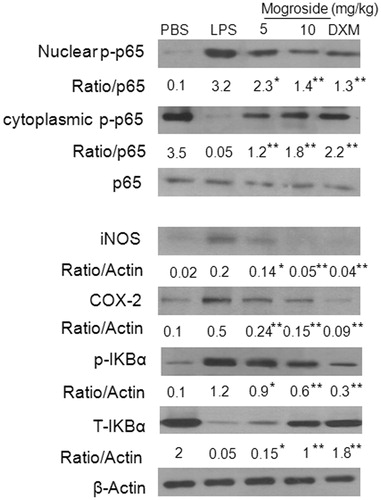Figure 7. Effects of mogroside V on lung iNOS, COX-2 and NF-κB expression in LPS-induced ALI mice. Immunoblotting of iNOS, COX-2 and NF-κB in proteins extracts of lung tissues isolated from mice 12 h after the LPS challenge pretreated with mogroside V β-actin was used as an internal control. *p < 0.05, **p < 0.01 versus LPS group.