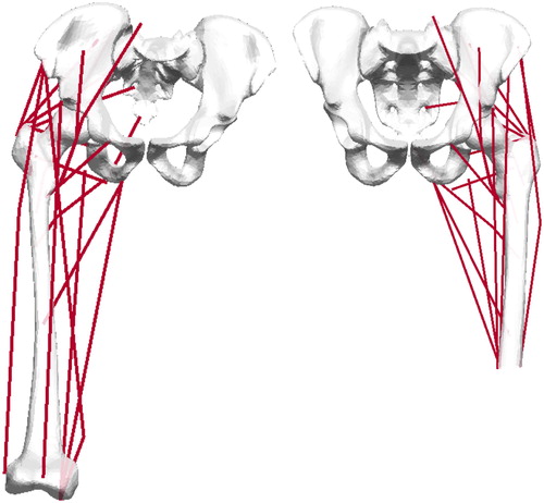 Figure 1. Subject-specific musculoskeletal models.