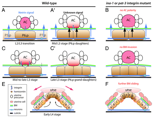 Figure 1. Integrin contribution to BM invasion by the anchor cell (AC). (A and B) During the late 2nd larval stage and early 3rd larval stage, a netrin signal originating from the ventral neurons (A), in parallel to a signal of unknown nature secreted by the first two daughters of the central vulval precursor P6.p (black arrows in A′) polarize the AC (graded red in A′). INA-1/PAT-3 integrin activity in the AC is essential to achieve AC polarization (B). (C–D) Once polarized, the AC starts to breach and remove the BM between the somatic gonad and the vulva (green and blue lines). Two features of AC polarity correspond to the formation of ventral finger-like protrusions that start to breach the BM, and the secretion of hemicentin (orange ovals; A′). During the mid-3rd larval stage, the AC dissolves the BM at the interface with P6.p grand-daughters (C′). INA-1/PAT-3 integrin activity in the AC is essential to achieve BM removal (D). (E–F) Vulval cells (letter A–F) invagination and toroid formation causes the BM to slide laterally, further expanding the gap between the somatic gonad and the vulva (pink arrows in E) until INA-1/PAT-3 activity acting in VulD stabilizes it. In the absence of INA-1/PAT-3 integrin, BM sliding continues (F). The utse corresponds to a small syncytium resulting from the fusion of the AC and several ventral uterine cells.