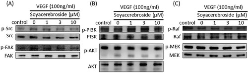 Figure 6. Soya-cerebroside inhibits VEGF-facilitated c-Src and FAK phosphorylation. EPCs were incubated with VEGF and soya-cerebroside (1–10 μM) for 24 h. c-Src, FAK, PI3 K, Akt, Raf and MEK phosphorylation was examined by Western blot analysis.
