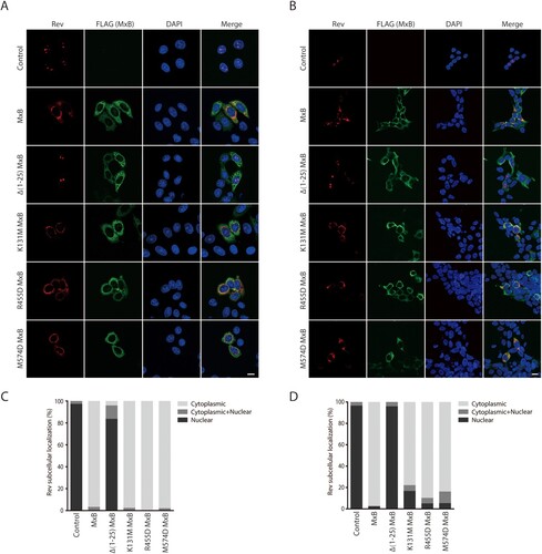 Figure 1. MxB inhibits Rev nuclear localization. Effect of MxB and its mutants Δ(1-25), K131M, R455D and M574D on the subcellular localization of Rev-RFP were determined in HeLa cells (A) and HEK293T cells (B). MxB-Flag and its mutants were detected with anti-Flag antibodies. The nuclei were stained with DAPI. Representative images are shown. Scale bar represents 10 µm. Cells with cytoplasmic, nuclear or both cytoplasmic and nuclear localizations of Rev were scored. For each transfection condition, 40–50 cells were examined. The percentage of cells with each phenotype was calculated, and the results are presented in (C) for HeLa cells, in (D) for HEK293T cells.