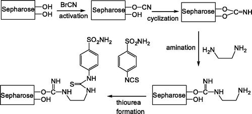 Scheme 1. Preparation of the new affinity gel for purification of CAs.