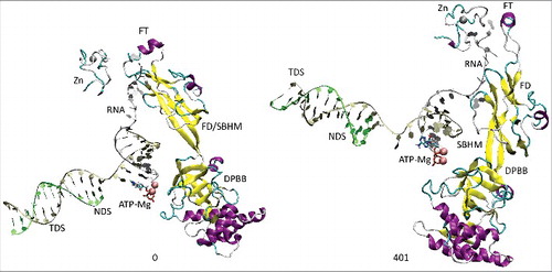Figure 4. The RNA exit path is remodeled during the simulation to bring the Zn finger (β′ 54–82) and the flap tip helix (β 768–780) close to the RNA. The RNA exit channel is coupled to the active site through the β DPBB (β 670–997). FD indicates the flap domain; SBHM indicates the sandwich barrel hybrid motif (an evolutionary designation). The active site, therefore, connects to the RNA exit channel (active site→DPBB→FD (SBHM)→flap tip helix→RNA).