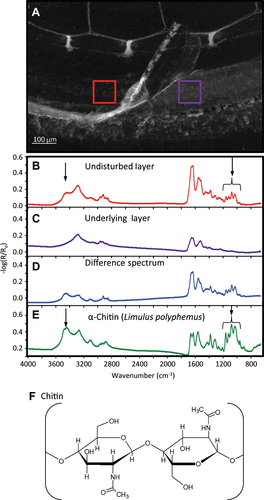 Figure 5. (A) Optical micrograph of an etched barnacle base plate on a gold substratum, which has a folded-back portion of the multicomponent adhesive revealing the underlying layer. IR absorption spectra from the red callout (B) and purple callout (C) are shown below. Spectrum (D) is a 1:1 difference spectrum between spectra (B) and (C), and (E) is a reference α-chitin spectrum (Limulus polyphemus). Arrows in (B) and (E) denote absorption features discussed in the text. For reference, panel (F) shows the polysaccharide chitin, depicting a single glycosidic bond between two monomers.