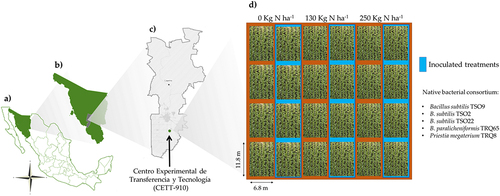Figure 1. Centro Experimental de Transferencia y Tecnología (CETT-910) of Instituto Tecnológico de Sonora, located in Mexico (a), state of Sonora (b), and Municipality of Cajeme (c), in which the experimental desing (d) consisting of nested plots of wheat under three doses of nitrogen (0, 50 and 100% N, respectively, added in the form of urea) and inoculation of the native bacterial consortium (CB) with four replicates each was established.