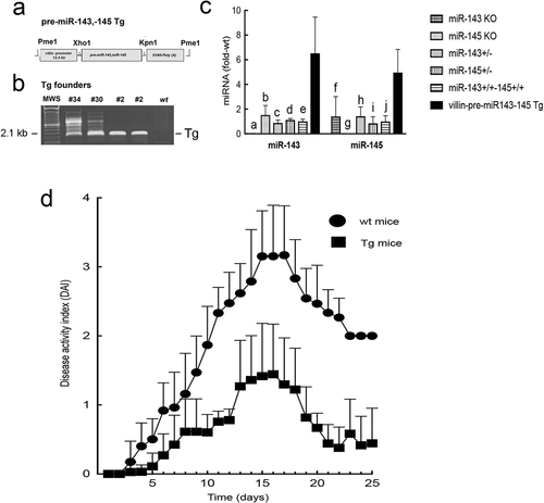 Figure 4. Villin-pre-miR-143, pre-miR-145 transgenic mouse. (a) Transgene (Tg) structure. (b) Genotyping of founder lines from tail snip DNA. (c) Expression levels of colonocyte miR-143 and miR-145 in WT and Tg mice. Levels of miR-143 and miR-145 in miR-143 KO and miR-145 KO mice are also shown. a, c, d, e p<0.0001, bp<0.0005, compared to miR-143 in Tg mice; f,hp<0.05, g p<0.0005, i, j p<0.005, compared to miR-145 in Tg mice. Note the first column for miR-143 group and the second column for miR-145 group were undetectable as these were KO mice for the respective miRNAs. (d) DSS colitis. *Disease activity index for all time points > 6 d were significantly lower in Tg mice compared to WT mice (p<0.005, Tukey’s HSD correction)
