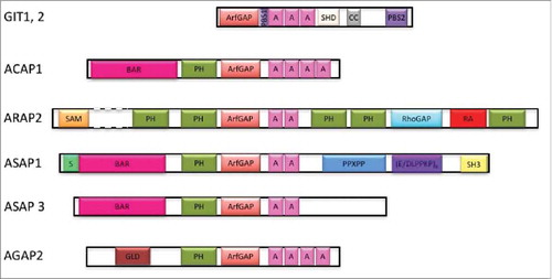 Figure 1. A. Schematic of Arf GAPs involved in regulation of integrin adhesion complexes. Domain structures of GIT1, GIT2, ASAP1, ASAP3, ACAP1, ARAP2 and AGAP2. A, Ankyrin repeats; ArfGAP, Arf GTPase activating domain; BAR, Bin/Amphiphysin/Rvs domain; CC, coiled-coiled motif; (D/ELPPKP)8, 8 tandem proline-rich (D/ELPPKP) motifs; GLD, GTP-binding protein-like domain; PBS, paxillin binding site; PH, pleckstrin homology domain; PPXPP, cluster of 3 proline-rich motifs; Rho GAP, Rho GTPase activating domain; S, serine rich; SAM, sterile α-motif; SH3, Src homology 3 domain; SHD, Spa homology domain.