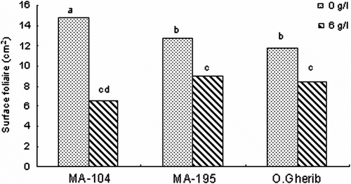 Fig. 8 -Effect of NaCl on the leaf area of white poplar clones (MA-104, MA-195 and O.Gherib). Values represent the mean of forty-eight individual measurements. Fig. 8. Effet de NaCl sur la surface foliaire des clones de peuplier blanc (MA-104, MA-195 et O.Gherib). Les valeurs représentent les moyennes de quarante-huit mesures individuelles.