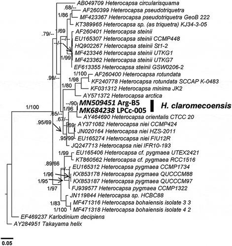 Fig. 48. Phylogenetic tree of the D1–D3 LSU rDNA showing the relationships between Heterocapsa claromecoensis (in bold) and other Heterocapsa species. Internal node supports are posterior probabilities (Bayesian analyses) and bootstrap values (Maximum likelihood). Hyphens indicate posterior probabilities < 0.6 and/or bootstrap values < 60