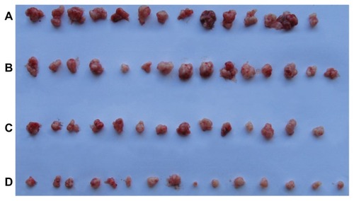 Figure 5 Excised xenograft tumors on day 12 after initial treatment. (A) controls, (B) paclitaxel, (C) paclitaxel-loaded micelles, and (D) folate-targeted, paclitaxel-loaded micelles.