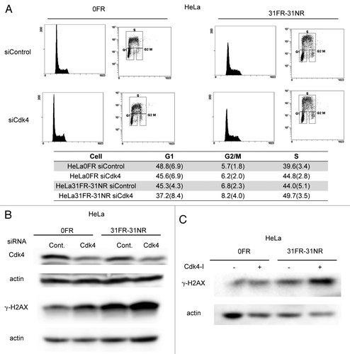 Figure 3. Cdk4-independent DSBs formation in 31FR-31NR cells (A) Cell cycle distributions for HeLa cells with either control siRNA (siControl) or Cdk4 siRNA (siCdk4). Percentages of G1-, G2/M- and S-phase cells are shown with the standard deviations in parentheses in the lower panel. (B) Western blotting results for Cdk4, γ-H2AX and actin in 0FR and 31FR-31NR cells derived from HeLa cell line. Cell extracts were prepared at 48 h after transfection with either control siRNA or Cdk4 siRNA. (C) Western blotting results for γ-H2AX and actin in the 0FR and 31FR-31NR cells derived from HeLa cell line. The cells were treated with 1.9 μM Cdk4-I for 24 h.