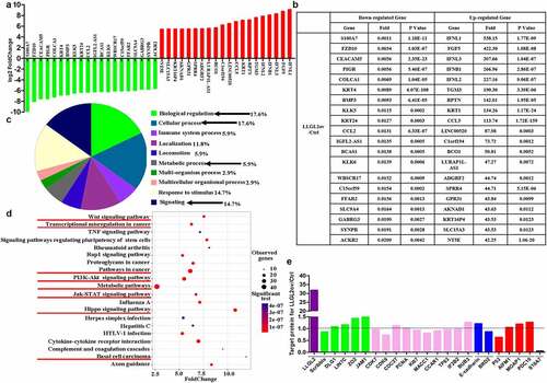 Figure 6. Ectopic expression of LLGL2 leads to changed expression of multiple genes and proteins that have been involved in cancer progression. A. Top 20 genes that were upregulated or downregulated upon LLGL2 overexpression (n = 3 per group). B. Detailed changes in the top 20 genes at the RNA level upon LLGL2 overexpression. C. Biological function analysis through the PANTHER database revealed that the top 20 downregulated genes are involved in multiple biological functions, such as biological regulation, cellular processes, metabolic process, and signaling. LLGL2 is involved in multiple biological functions (as indicated with arrows). D. KEGG pathway clustering analysis was performed by bioinformatics, and pathways in cancer were the most relevant pathway upon LLGL2 overexpression. E. Changes in specific proteins were tested with PRM-MS-based targeted proteomic analysis (n = 3 per group).