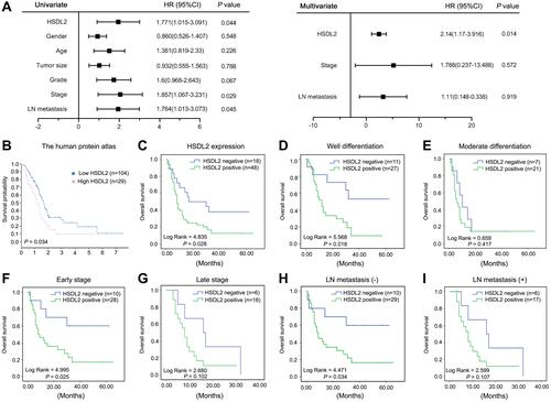 Figure 2 The correlation between HSDL2 expression and prognosis of PC patients. (A) Forest plots showed the results of univariate and multivariable logistic regression analysis. (B) The implication of HSDL2 in survival of patients with PC in different expression level of HSDL2 was determined in The Human Protein Atlas. (C) Overall survival rates of PC patients in different expression level of HSDL2 analyzed by Kaplan–Meier. (D and E) Overall survival rates of PC patients with good differentiation and moderate differentiation in relation to HSDL2 expression. (F and G) Overall survival rates of PC patients with early stage and late stage in relation to HSDL2 expression. (H and I) Overall survival rates of PC patients with LN metastasis (-) and LN metastasis (+) in relation to HSDL2 expression.