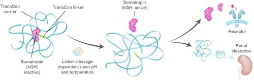 Figure 2 Schematic overview of lonapegsomatropin.Citation24