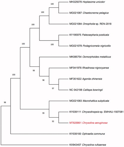 Figure 1. The Maximum Likelihood (ML) phylogenetic tree based on 14 mitochondrial genome of Chrysomelidae. Values along branches correspond to ML bootstrap percentages.