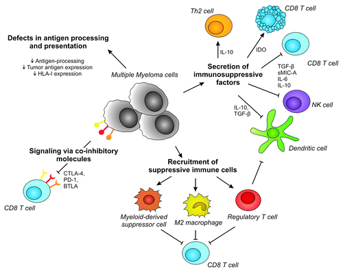 Figure 1. Mechanisms involved in immune escape in Multiple Myeloma. Multiple myeloma can inhibit efficient immune recognition and destruction via multiple direct and indirect mechanisms. These include impaired antigen presentation, signaling via co-inhibitory molecules, secretion of immunosuppressive factors and recruitment of suppressive immune cells. HLA, human leukocyte antigen; Th2 cell, T helper 2 cell; IDO, indoleamine 2,3-dioxygenase; TGF-β, transforming growth factor-β; sMIC-a, soluble major histocompatibility antigen class I polypeptide-related sequence A; IL-6, Interleukin-6; NK cell, natural killer cell; CTLA-4, cytotoxic T lymphocyte associated antigen-4; PD-1, programmed death-1; BTLA, B, and T lymphocyte attenuator.