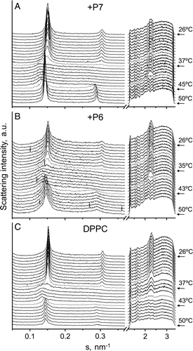 Figure 8.  Sequence of X-ray scattering patterns of DPPC-peptide mixtures. Diffraction patterns of DPPC alone and in presence of P6 or P7 at a molar ratio 20:1. The sequence of the patterns was acquired under kinetic conditions with a scan rate of 1°C/min. Successive diffraction patterns were collected for 15 s each minute. Only the heating sequence from 26–50°C is shown.