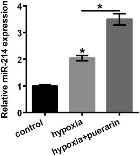 Figure 4. Hypoxia-induced miR-210 was further up-regulated by puerarin. The expression of miR-214 was quantified by qRT-PCR. NSCs were pretreated with puerarin (60 μM) for 24 h and then stimulated with hypoxia for 8 h. Bars were means ± SD of triplicate experiments. *P < .05. microRNA-214: miR-214; qRT-PCR: quantitative reverse transcription PCR; NSCs: neural stem cells; SD: standard deviation.