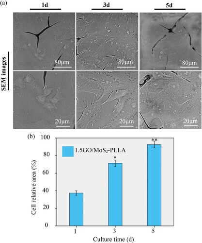 Figure 10. (a) SEM images of MG-63 cells cultivated on the 1.5GM-2/PLLA scaffold for 1, 3 and 5 d. (b) Cell relative area of MG-63 cells cultivated on the 1.5GM-2/PLLA scaffold for 1, 3 and 5 d. * represents statistical difference (*p < 0.05, **p < 0.01) compared with the 1.5GM-2/PLLA scaffold at 1 d.