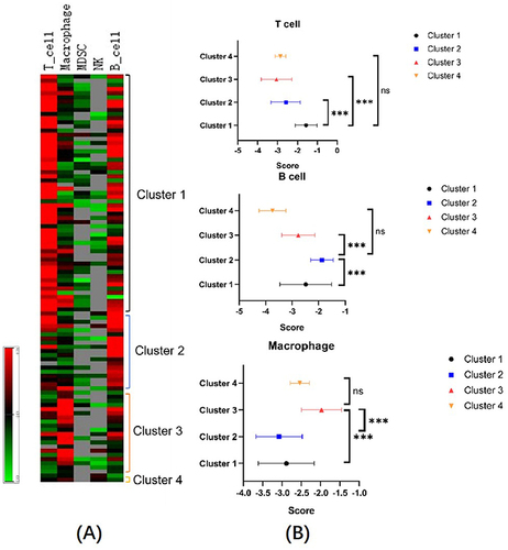 Figure 3 Hierarchical analyses of infiltration level of different immune cell types and different samples on our cohort. (A) Clustering of TNBC microenvironment phenotypes based on the estimated numbers of 5 immune cell (T cell, tumor associated Macrophage, myeloid derived suppressor cell (MDSC), natural killer (NK) and B cell) subsets calculated by MeV software. (B) Signature scores of T cell, B cell, and macrophage among clusters. ***p<0.001, ns means nonsense.