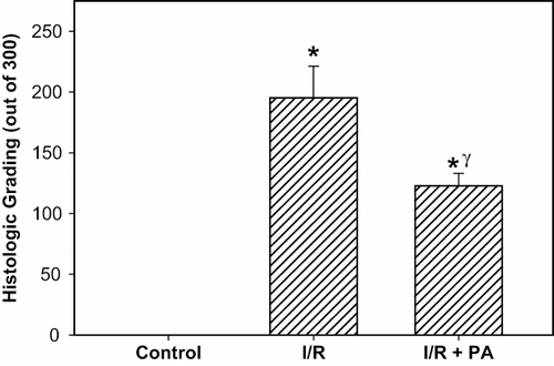 Figure 5. Effect of renal ischemia reperfusion (I/R) and proanthocyanidin (PA) on the total renal histological injury score. All values expressed as mean SEM. *statistically significant from control (p < 0.05); γstatistically significant from I/R group (p < 0.05).