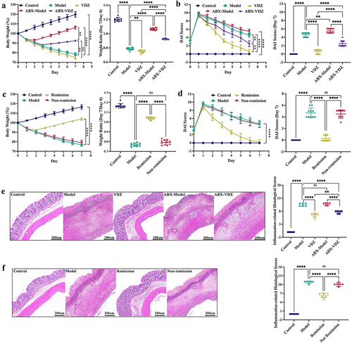 Figure 5. Baseline gut microbiota contain common bacteria with anti-inflammatory effects. (a and c) Daily variations in body weight and the weight ratio of Day 7/Day 0 (n = 10). (b and d) Daily variations in DAI and DAI on Day 7 (n = 10). (e and f) H&E staining images and histological scores related to inflammation. Scale bar = 200 μm (n = 6). Mean ± SD is shown. One-way ANOVA was applied. nsp > .05, **p < .01, and ****p < .0001.