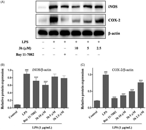 Figure 5. Compound 3h inhibited the LPS-induced expression of iNOS and COX-2. RAW 264.7 cells were pretreated with compound 3h at concentration of 10, 5, and 2.5 μM for 1 h and treated with LPS (1 μg/mL) for 24 h. (A) Protein expression of iNOS and COX-2 was detected by Western blotting analysis. (B and C) Semi-quantitative statistical graph of iNOS and COX-2 protein expressions in various groups. Bay 11-7082 was positive control and β-actin was used as loading control. ###p<.001 compared with control group; ***p<.001 compared with LPS treated group.