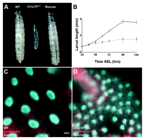 Figure 1.dUsp36 null mutation impairs organismal growth and activates autophagy. (A) Wild-type (left), dUsp36 null mutant (middle, dUsp36Δ43/dUsp36Δ43) and rescued (right, UAS-dUsp36/+; daGal, dUsp36Δ43/dUsp36Δ43) larvae. (B) Larval length measurements at different time points. Continuous line: wild-type larvae, dotted line: dUsp36 null mutant larvae. Fluorescent microscope imaging of unfixed fat bodies from wild-type (C) or dUsp36 null mutant larvae stained with Lysotracker Red (red) and Hoechst 33342 (blue). Scale bar: 10 µm.